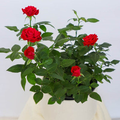 plants-ottawa-florist-potted-rose