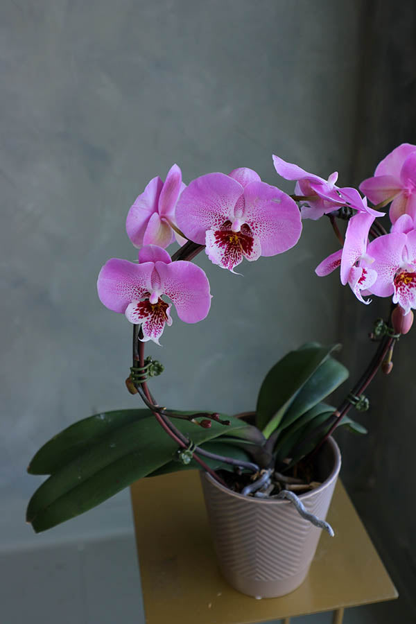 Infinity Orchids