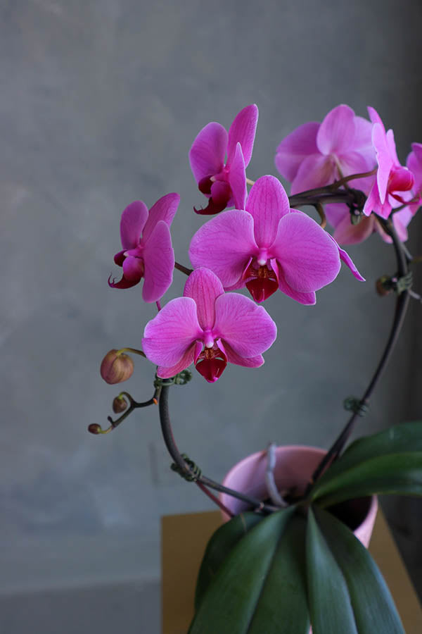 Infinity Orchids