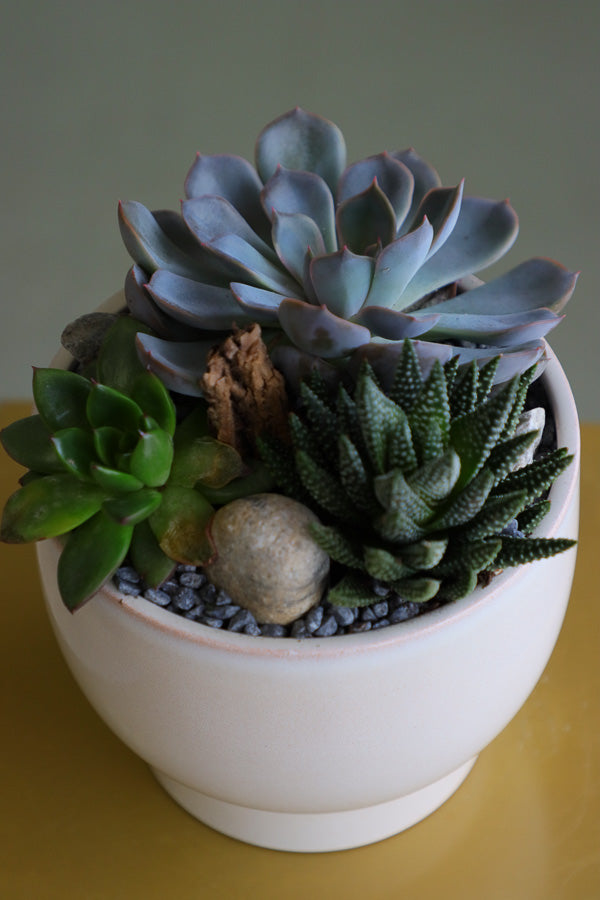 Trio Pot Succulent on Wood