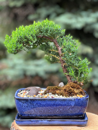 Bonsai Tree ceramic pot juniper big size
