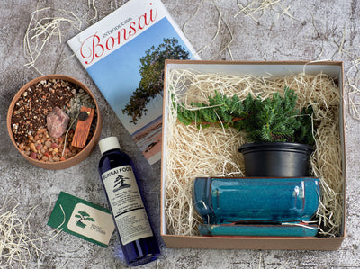 Juniper bonsai DIY kit, bonsai tree in a pot and supplies: bonsai fertilizer in a bottle; bonsai tree in a gift box