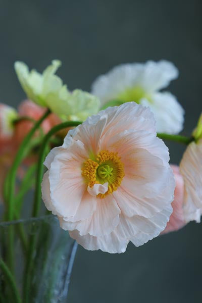 orange-peachy-flowers