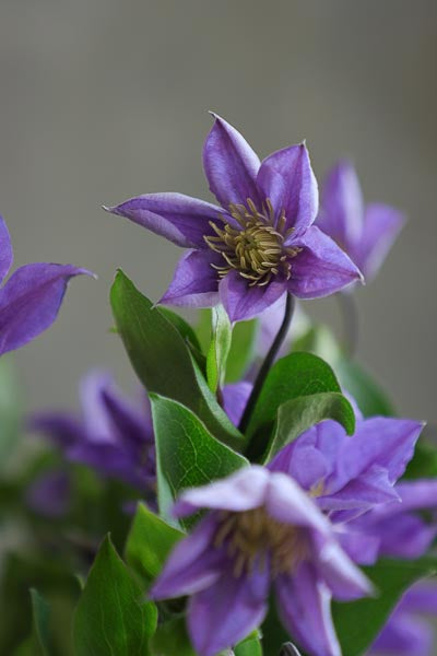 Self Care Flowers