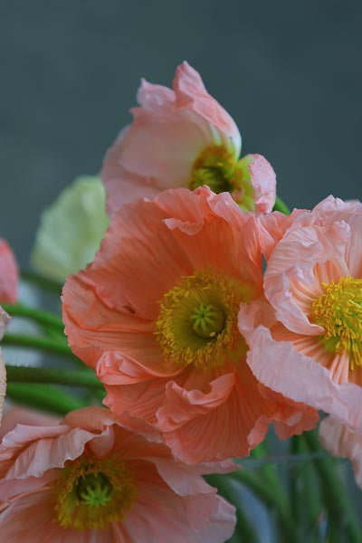 Spring Collection