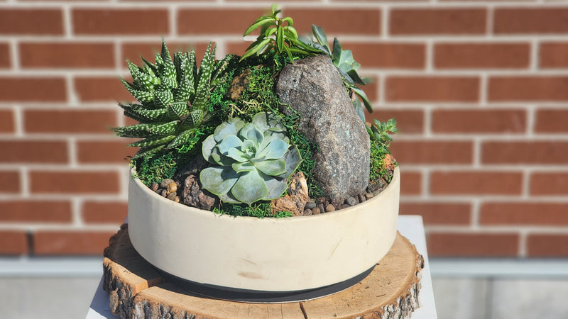 Elegant Mountain of Succulents