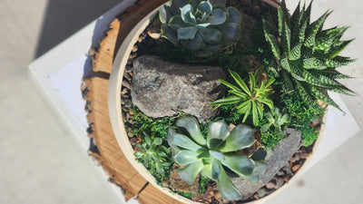 Elegant Mountain of Succulents