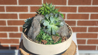 Elegant Mountain of Succulents