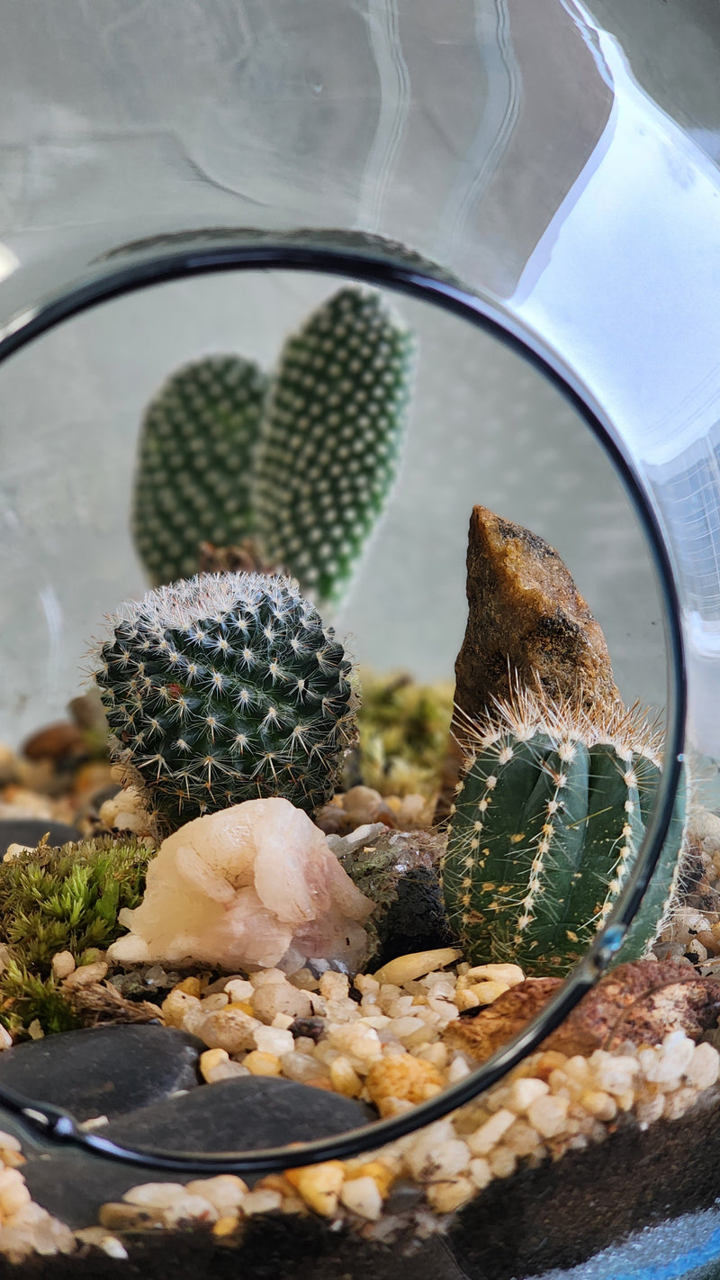 Large Terrarium - Steps Through the Desert