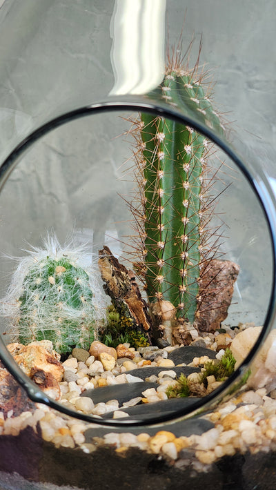 Large Terrarium - Steps Through the Desert