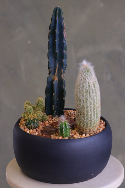 Round matte charcoal pot filled with a modern cactus arrangement, featuring one tall dark column cactus, a tall fuzzy cactus, and several smaller cacti set in decorative pebbles.