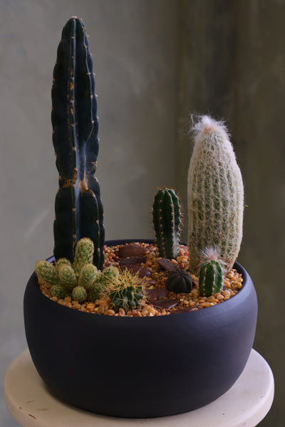 Round matte charcoal pot filled with a modern cactus arrangement, featuring one tall dark column cactus, a tall fuzzy cactus, and several smaller cacti set in decorative pebbles.