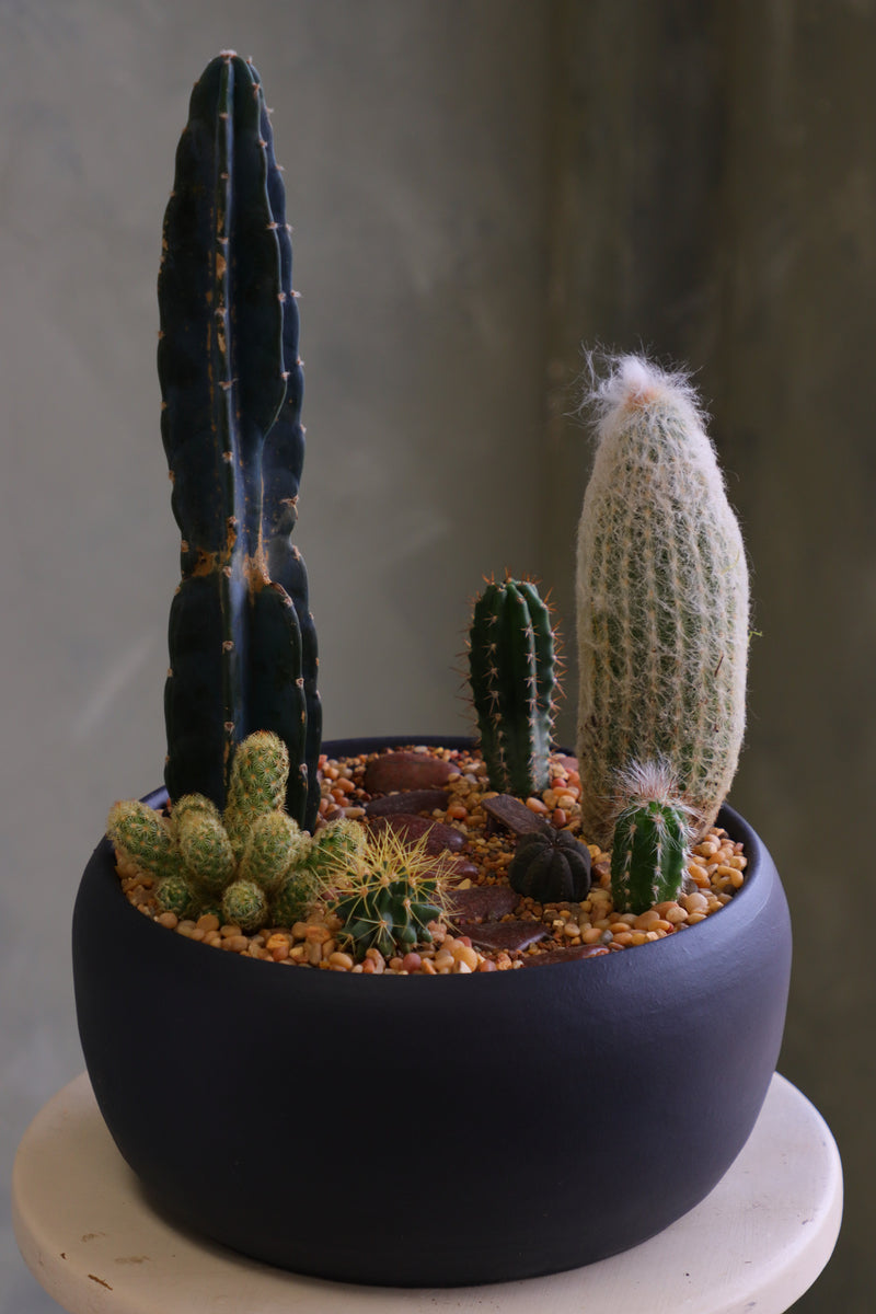 Round matte charcoal pot filled with a modern cactus arrangement, featuring one tall dark column cactus, a tall fuzzy cactus, and several smaller cacti set in decorative pebbles.