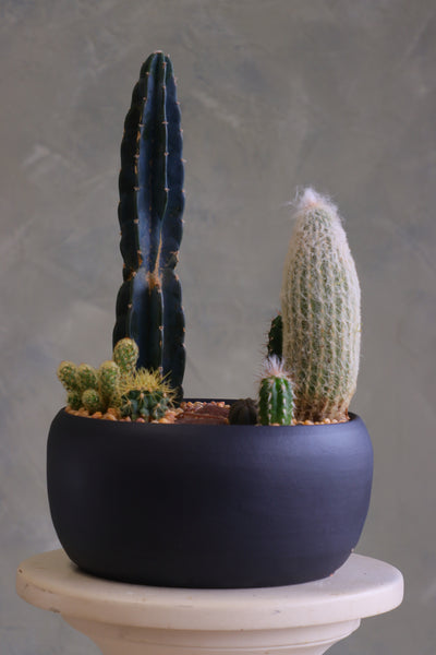 Round matte charcoal pot filled with a modern cactus arrangement, featuring one tall dark column cactus, a tall fuzzy cactus, and several smaller cacti set in decorative pebbles.