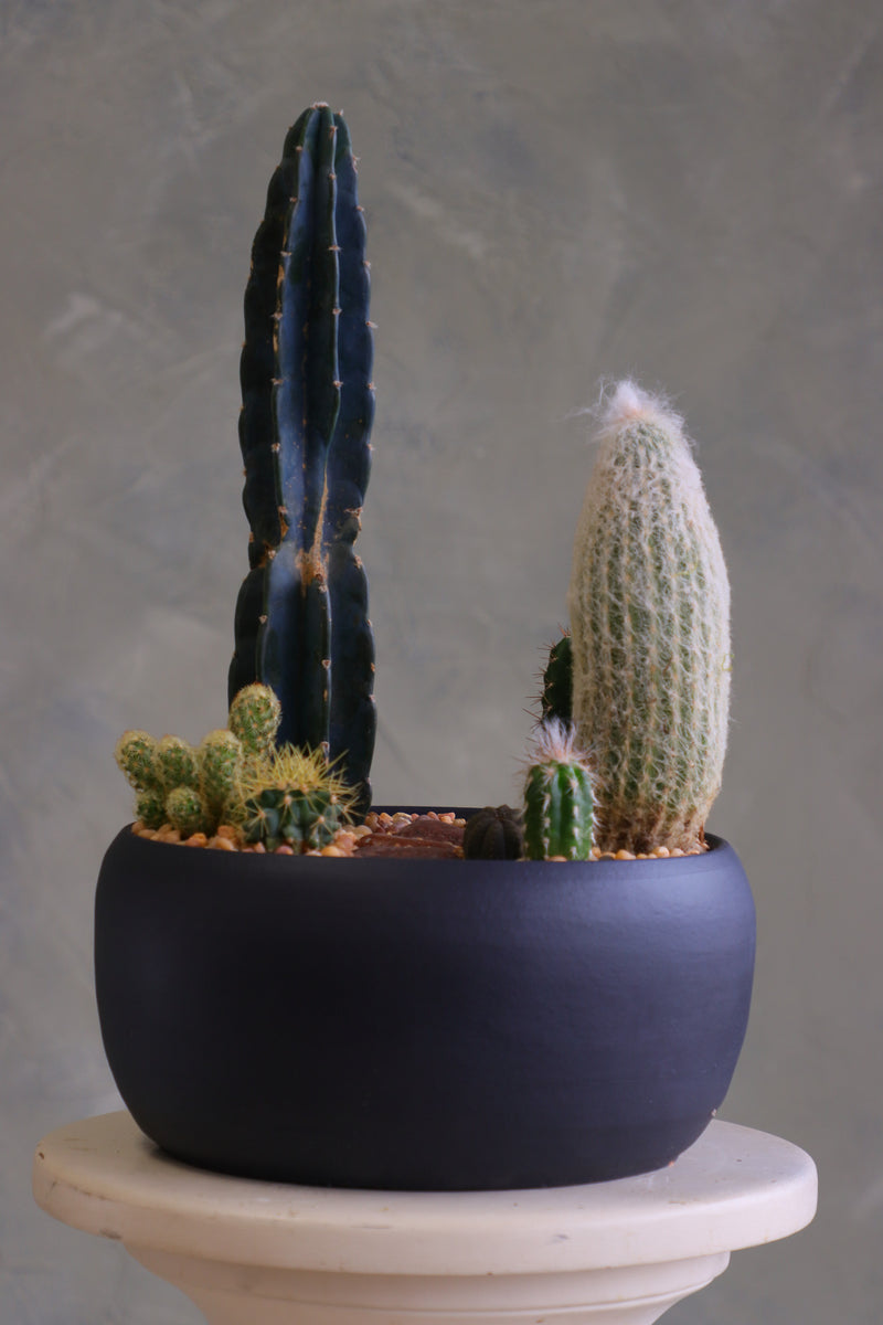 Round matte charcoal pot filled with a modern cactus arrangement, featuring one tall dark column cactus, a tall fuzzy cactus, and several smaller cacti set in decorative pebbles.