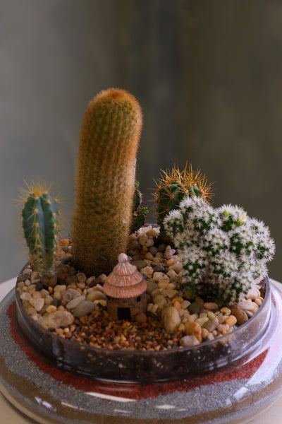 Glass cloche terrarium with mixed cacti, pebbles, layered sand base, and a tiny clay hut, styled as a miniature desert village on a round pedestal.