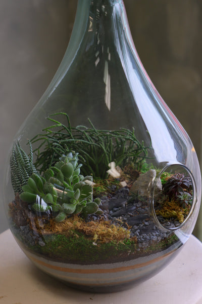Large teardrop glass terrarium with front opening, layered sand, pebbles, moss, and assorted succulents arranged as a lush miniature landscape.