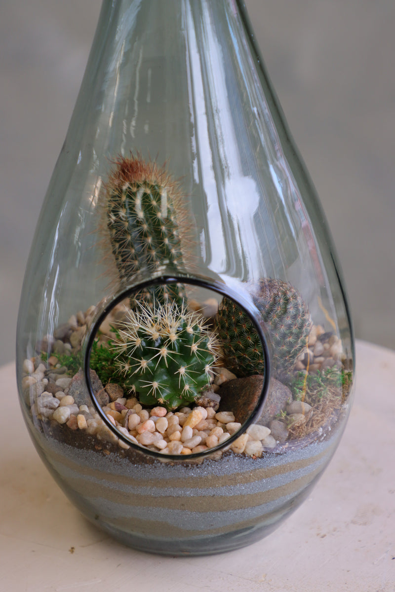 Teardrop glass terrarium with front opening, layered sand, pebbles, and several small cacti arranged as a miniature desert garden.