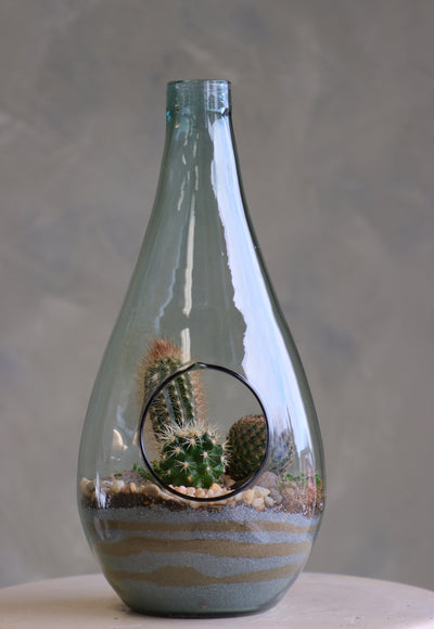 Teardrop glass terrarium with front opening, layered sand, pebbles, and several small cacti arranged as a miniature desert garden.