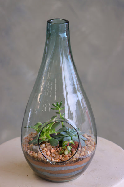 Teardrop glass terrarium with front opening, layered sand, pebbles, and several small cacti arranged as a miniature desert garden.