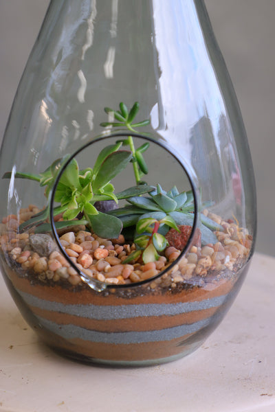 Teardrop glass terrarium with front opening, layered sand, pebbles, and several small cacti arranged as a miniature desert garden.