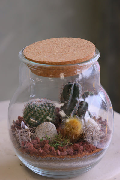 Round glass jar cactus terrarium with cork lid, layered sand, rocks, and several small cacti arranged as a miniature desert scene.