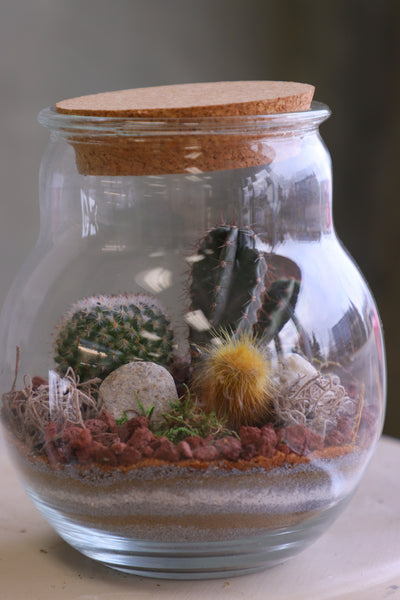 Round glass jar cactus terrarium with cork lid, layered sand, rocks, and several small cacti arranged as a miniature desert scene.