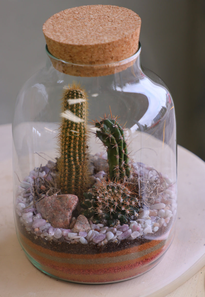 Tall glass jar cactus terrarium with cork lid, layered sand, pebbles, rocks, and mixed cacti styled as a vertical desert garden.