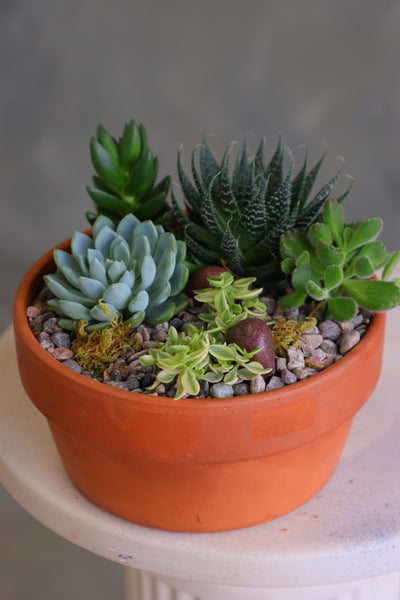 Round terracotta pot filled with a variety of mixed succulents, decorative pebbles, and moss, arranged as a small succulent garden on a light-colored surface.