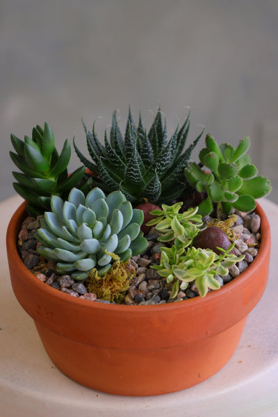 Round terracotta pot filled with a variety of mixed succulents, decorative pebbles, and moss, arranged as a small succulent garden on a light-colored surface.