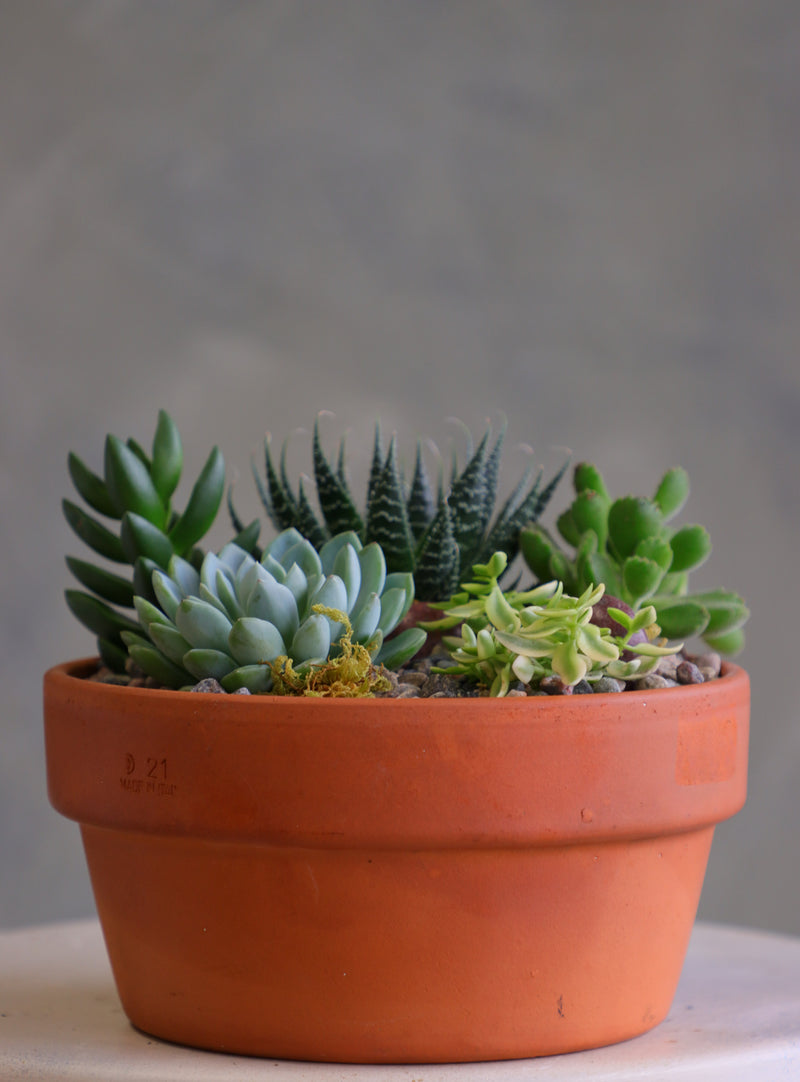 Round terracotta pot filled with a variety of mixed succulents, decorative pebbles, and moss, arranged as a small succulent garden on a light-colored surface.