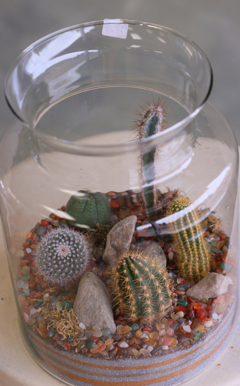 Tall clear glass terrarium filled with assorted small cacti, layered decorative sand, rocks, and pebbles, styled as a miniature desert landscape.