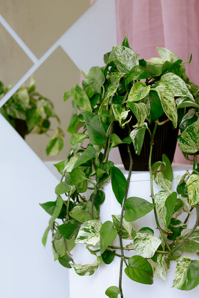 Pothos 'Marble Queen' | Epipremnum aureum 'Marble Queen'