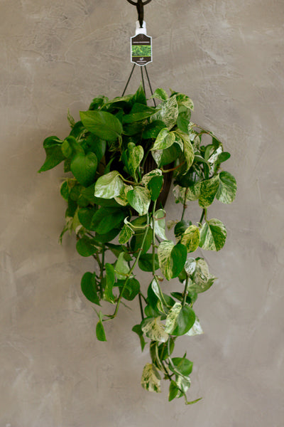 Pothos 'Marble Queen' | Epipremnum aureum 'Marble Queen'