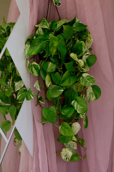 Pothos 'Marble Queen' | Epipremnum aureum 'Marble Queen'