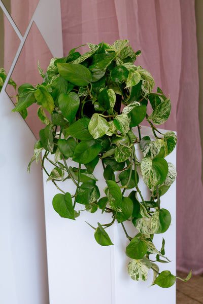 Pothos 'Marble Queen' | Epipremnum aureum 'Marble Queen'