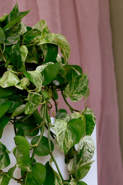 Pothos 'Marble Queen' | Epipremnum aureum 'Marble Queen'