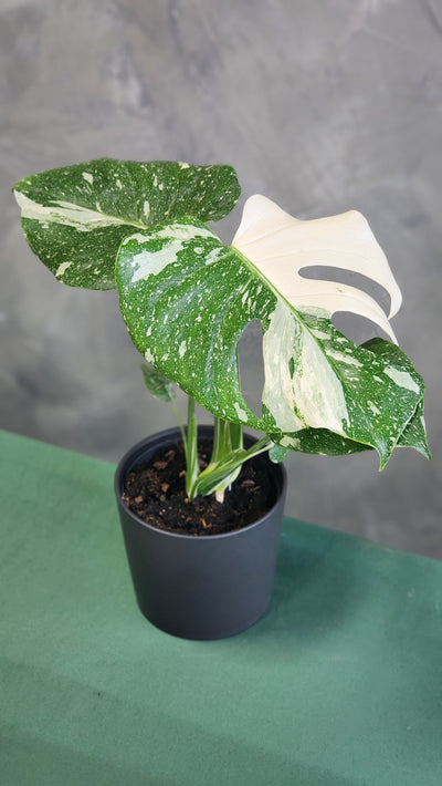 Monstera Thai Constellation 5" Pot