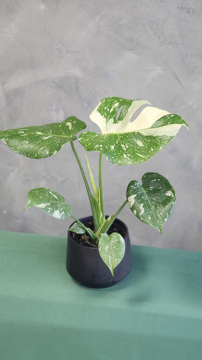 Monstera Thai Constellation 5" Pot