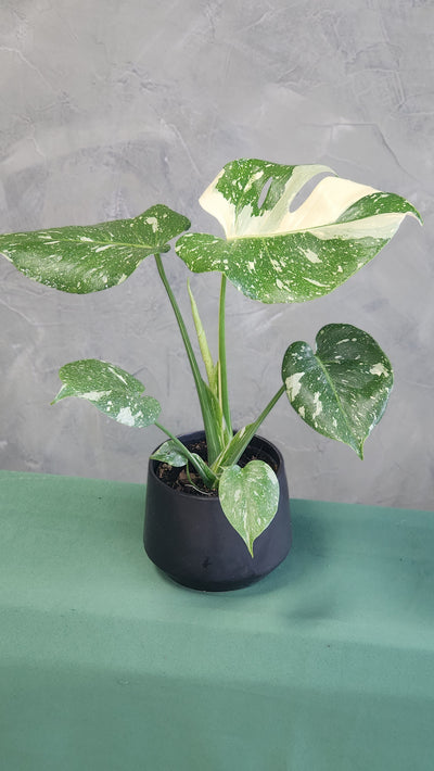 Monstera Thai Constellation 5" Pot