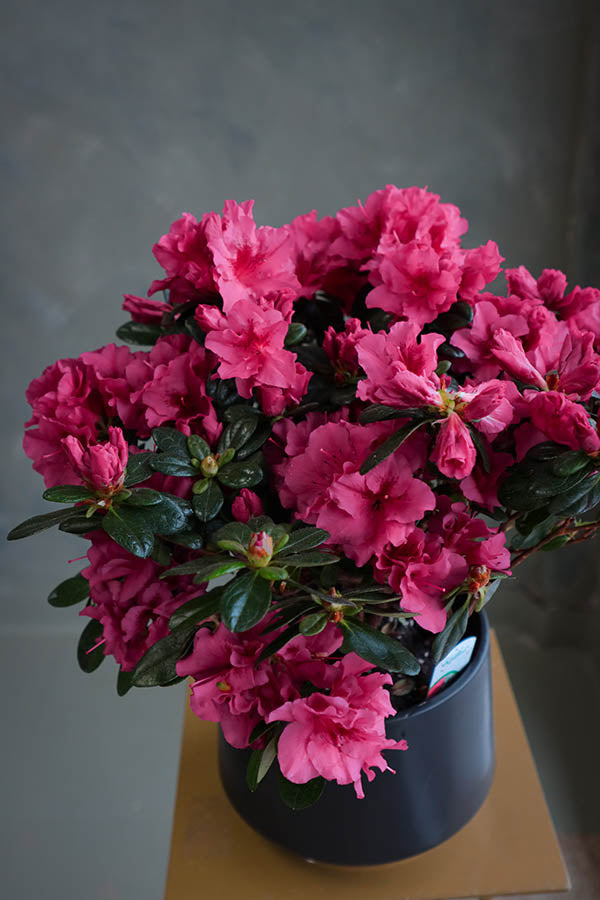 Flowering Azaleas