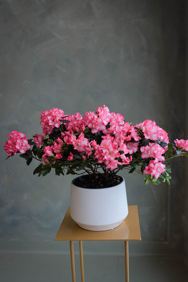 Flowering Azaleas