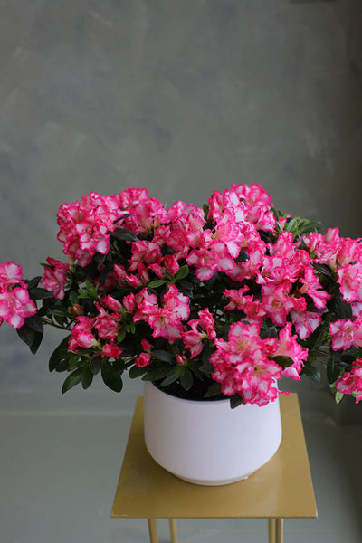 Flowering Azaleas