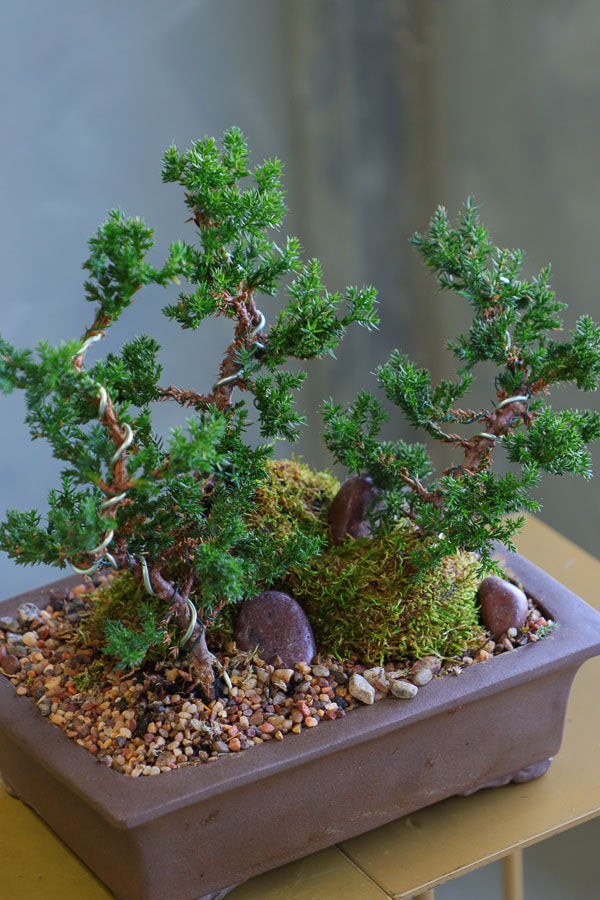 Beautiful Ancient Grove bonsai arrangement with juniper trees, natural stone, and moss, available for delivery in Ottawa.