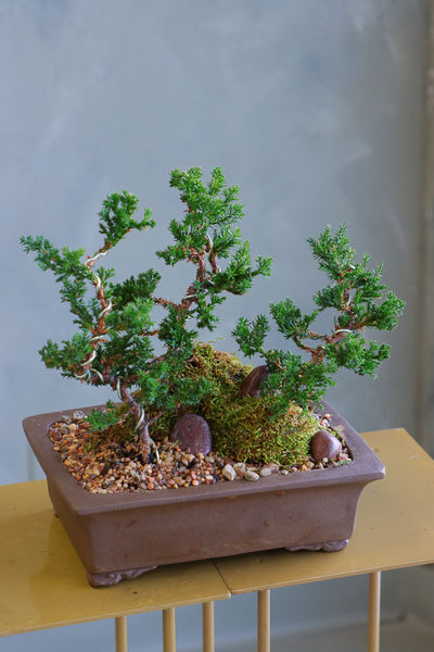 Beautiful Ancient Grove bonsai arrangement with juniper trees, natural stone, and moss, available for delivery in Ottawa.