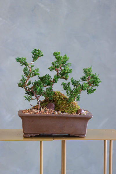 Beautiful Ancient Grove bonsai arrangement with juniper trees, natural stone, and moss, available for delivery in Ottawa.