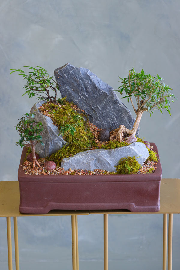  Bonsai and rock landscape arrangement with sculpted trees, stones, and moss, available for delivery in Ottawa.