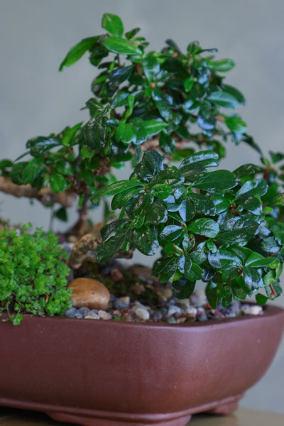 Elegant Fukien Tea Bonsai tree with textured bark, glossy green leaves, and delicate white flowers, available for delivery in Ottawa.