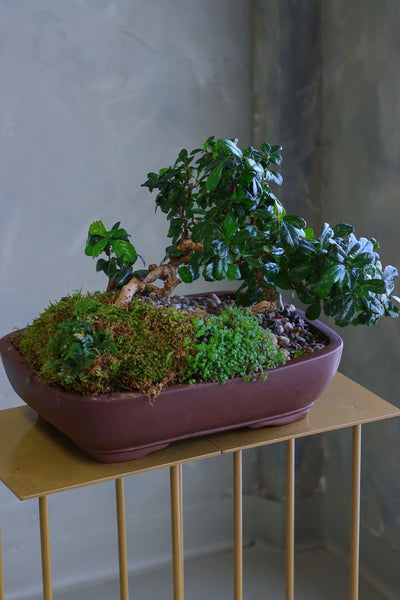 Elegant Fukien Tea Bonsai tree with textured bark, glossy green leaves, and delicate white flowers, available for delivery in Ottawa.