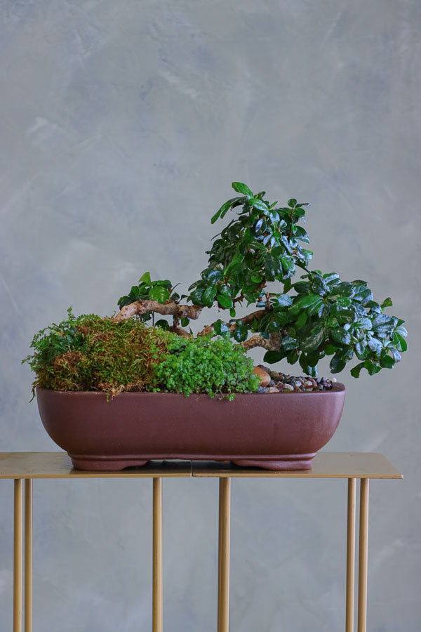 Elegant Fukien Tea Bonsai tree with textured bark, glossy green leaves, and delicate white flowers, available for delivery in Ottawa.